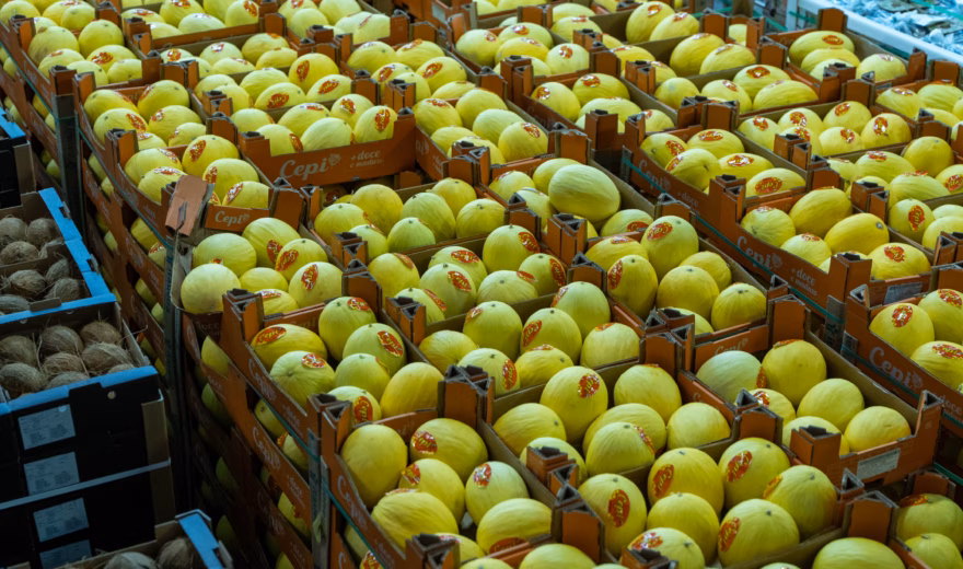 Kratten met gele appels opgeslagen in een distributiecentrum voor sortering en kwaliteitscontrole.