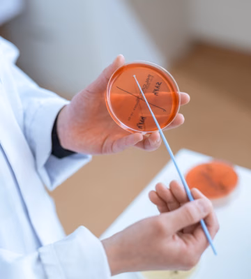 Ein Laborant hält während einer mikrobiologischen Untersuchung eine Petrischale und ein Wattestäbchen in der Hand.