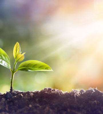 Jonge groene plant die uit vruchtbare aarde groeit met zonlicht op de achtergrond, symbool voor groei en duurzaamheid.