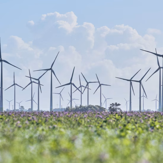 Wind turbines in a vast agricultural area, visible above a field of flowering crops.