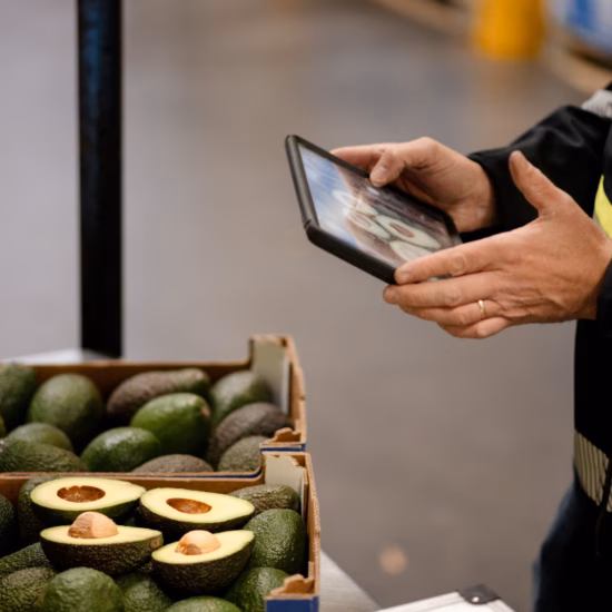 Ein Lagerarbeiter scannt Avocados mit einem Handheld-Tablet in einem Lager oder einer Vertriebsumgebung.