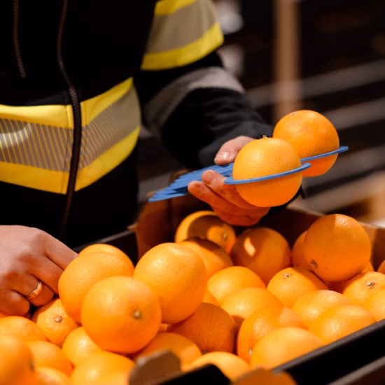 Ein Mitarbeiter in Schutzkleidung prüft während einer Qualitätskontrolle Orangen in einer Kiste mithilfe eines blauen Sortierwerkzeugs.