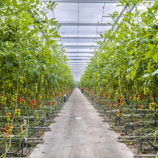 Kas met rijen tomatenplanten op substraatteelt en groeiende tomaten langs een centraal looppad.