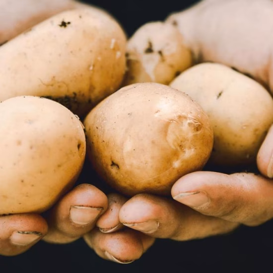 Handen houden vers geoogste aardappelen vast, direct uit de landbouwgrond.