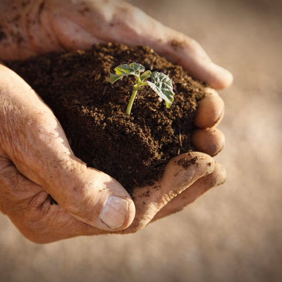 Handen houden een jonge plant in een kluit vruchtbare aarde. De afbeelding staat voor duurzaamheid, milieubewustzijn, groei en verantwoord beheer van natuurlijke hulpbronnen.