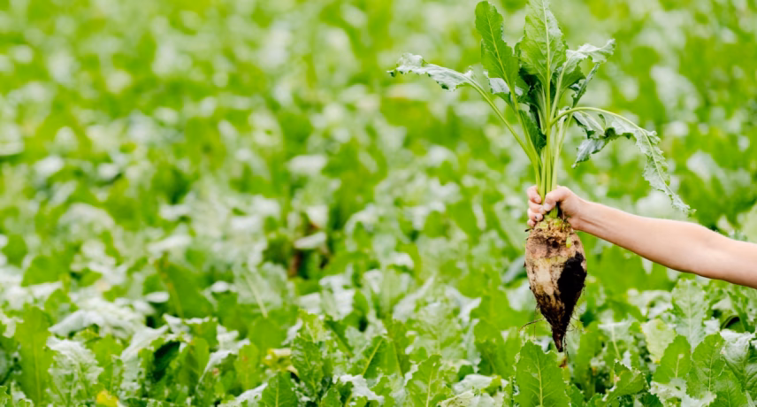 Suikerbiet wordt met de hand uit een groen bietenveld geoogst.