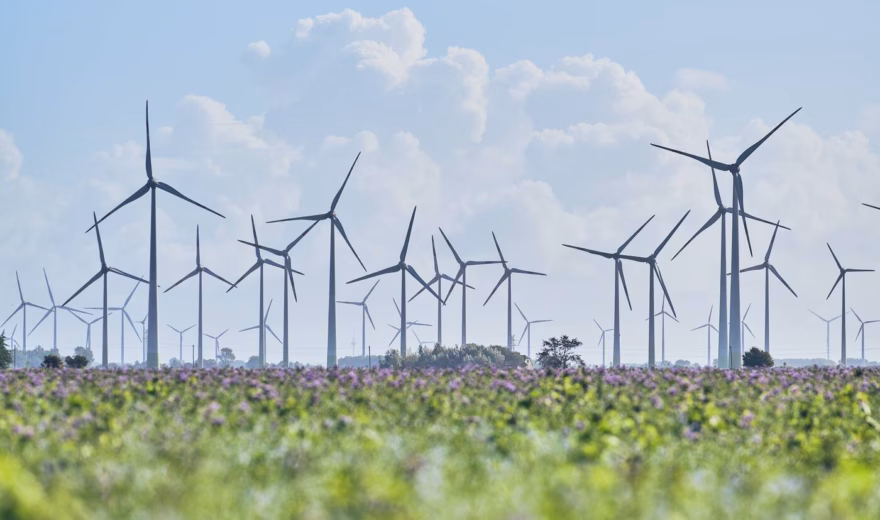 Wind turbines in a vast agricultural area, visible above a field of flowering crops.