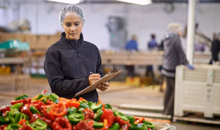 Der Mitarbeiter führt an einer Produktionslinie in einer Lebensmittelverarbeitungsumgebung Qualitätskontrollen an frischen roten und grünen Paprikaschoten durch, wobei der Schwerpunkt auf Lebensmittelsicherheit und Qualitätssicherung liegt.