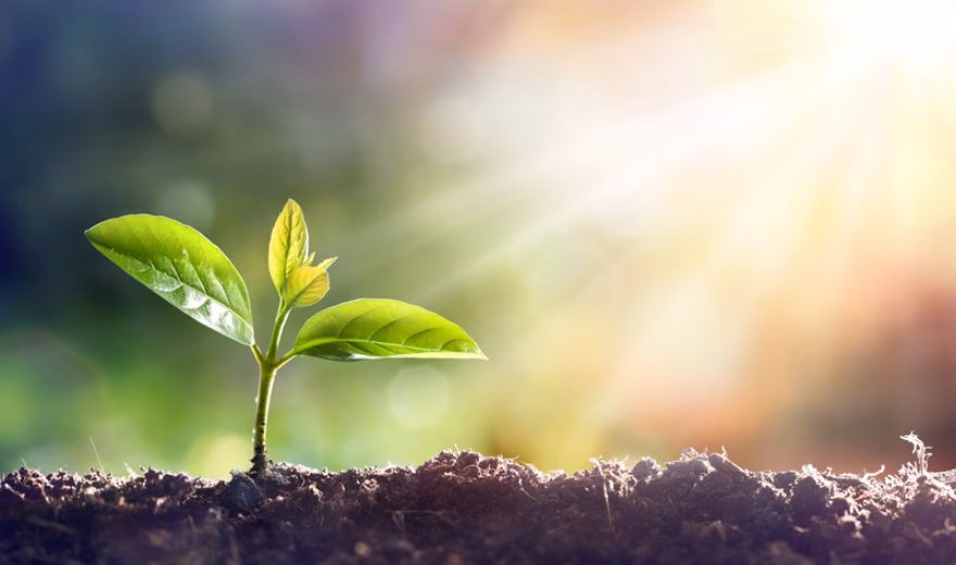 Jonge groene plant die uit vruchtbare aarde groeit met zonlicht op de achtergrond, symbool voor groei en duurzaamheid.